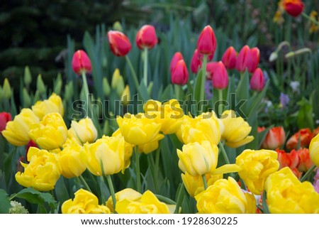 field of spring tulips background