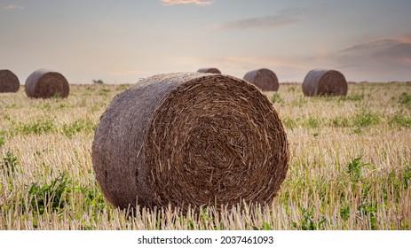 A Field with Straw Bales After Harvest on the Clouds Sunset Sky Background. Rural Nature in the Farm Land. Straw Rolls on the Meadow. Corn Yellow Golden Harvest in Summer