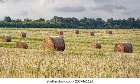 A Field with Straw Bales After Harvest on the Clouds Sky Background. Rural Nature in the Farm Land. Straw Rolls on the Meadow. Corn Yellow Golden Harvest in Summer