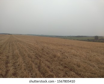 Field With Straw For No Tillage