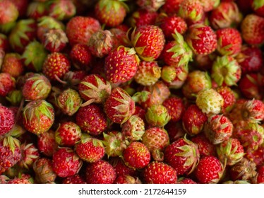 Field Strawberry Season In Siberia