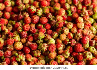 Field Strawberry Season In Siberia