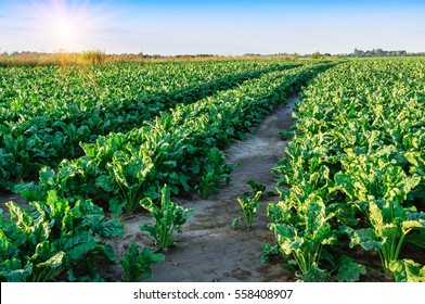 field of sugar beet. Green leaves