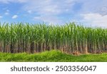 field of sugarcane is shown with a blue sky in the background