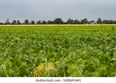 Field Of Suger Beet, Green Leafes