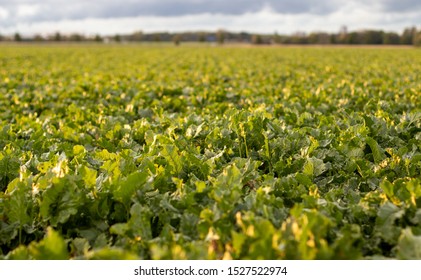 Field Of Suger Beet, Green Leafes