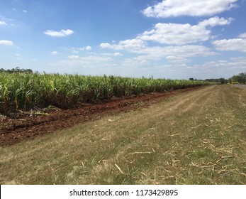 A Field With Suger Canes