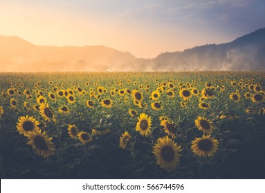 field of sunflower it's look beautiful in the twilight.