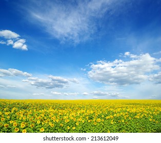 Field Of Sunflowers And Blue Sky