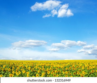 Field Of Sunflowers And Blue Sun Sky