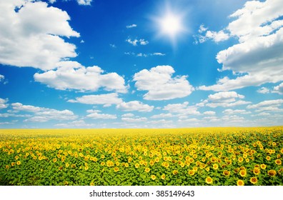 Field Of Sunflowers And Blue Sun Sky