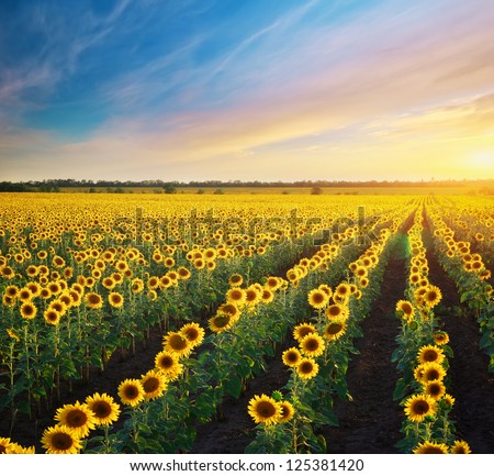 Field of sunflowers. Composition of nature.