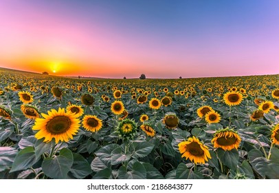 A field of sunflowers at dawn. Sunflower field at dawn. Sunflowers at dawn. Beautiful sunrise over sunflower field