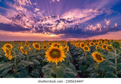 A field of sunflowers at dawn. Sunflower field at dawn. Sunrise over sunflower field. Sunflowers on sunflower field