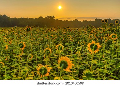 Field Of Sunflowers Facing The The Eastern Rising Sun
