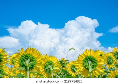 Field Of Sunflowers Facing Towards The Sun And Blue Sky.