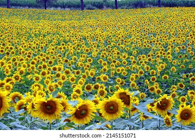 Field Of Sunflowers, Le Marche Italy
