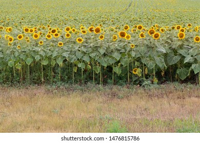 Field Of Sunflowers In North Dakota