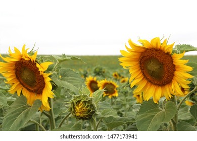 Field Of Sunflowers In North Dakota