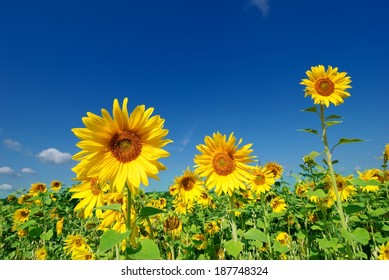 Field of sunflowers on a background of blue sky