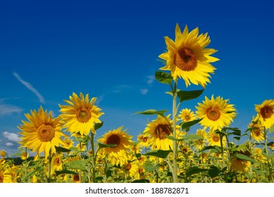 Field of sunflowers on a background of blue sky