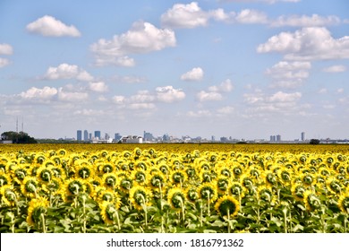 A Field Of Sunflowers On A Summer Day. The Skyline Of Winnipeg, Manitoba Is On The Horizon