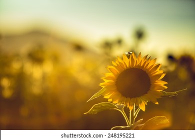 Field Of Sunflowers On A Sunny Summer Afternoon