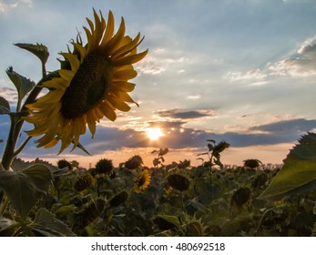 Field of sunflowers on the sunset background - Shutterstock ID 480692518