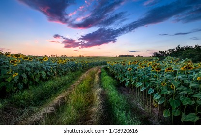 A Field Of Sunflowers And A Path In The Middle.