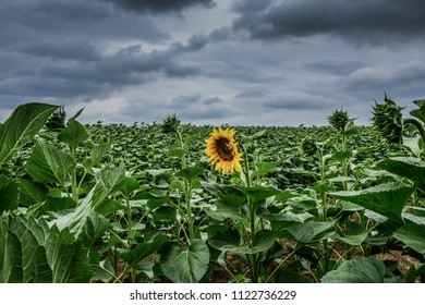 Field Of Sunflowers In Slavonia, Croatia