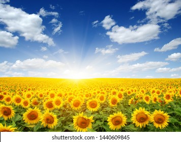 Field Of Sunflowers And Sun 