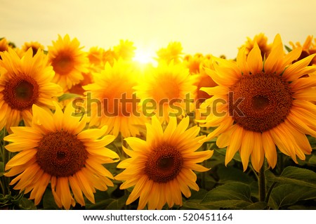 field of sunflowers and sun 