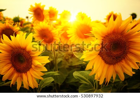 field of sunflowers and sun 