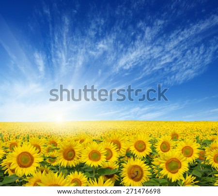 field of sunflowers and sun in the blue sky. 