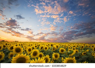 Field of Sunflowers at Sunset
