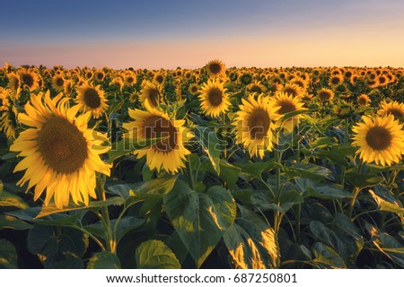 Field Sunflowers Sunset Light Natural Background Stock Photo Edit