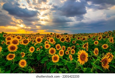 A field of sunflowers at sunset. Sunflower field at sunset. Sunset sunflower field. Sunflower field landscape at dusk - Shutterstock ID 2201422233