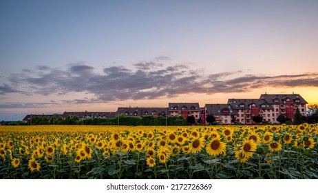 Field Of Sunflowers At Sunset. Time Lapse Of Flowers, Sky, Clouds And Buildings From Day To Night In Switzerland. Helianthus Annuus.