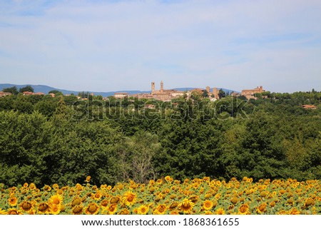 Field of Sunflowers with the town of Citta Della Pieve in the background. Foto d'archivio © 