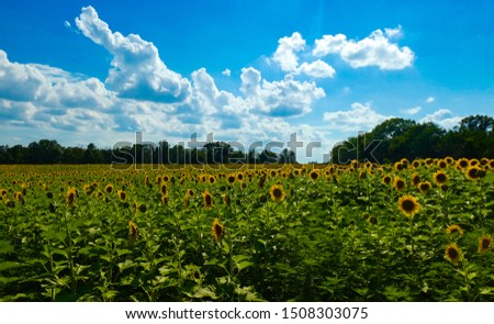 Field of sunflowers under a beautiful blue sky at McKee-Beshers Wildlife Management Area in Maryland.
