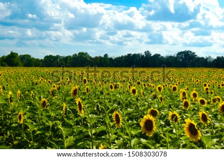 Field of sunflowers under a beautiful blue sky at McKee-Beshers Wildlife Management Area in Maryland.
