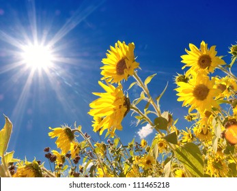 Field of sunflowers under bright sun