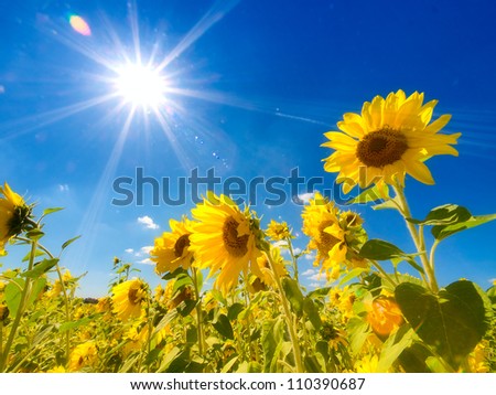 Field of sunflowers under bright sun