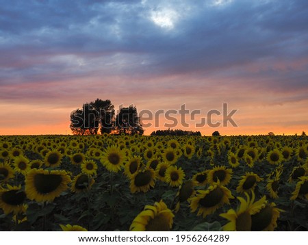 Field of sunflowers under a dramatic sky Whitehall Michigan