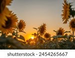 Field sunflowers in the warm light of the setting sun. Summer time. Concept agriculture oil production growing