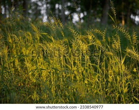 A field of sunlit golden Eastern Bottlebrush Grass or Elymus hystrix photographed in Minnesota with a shallow depth of field.