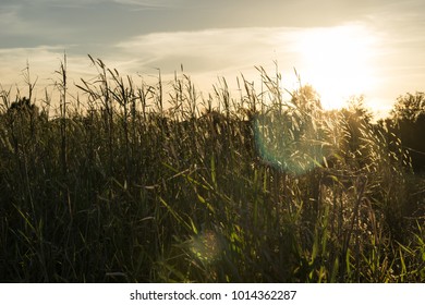 FIELD AT SUNSET