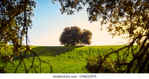 Field At Sunset. Holm Oak Tree