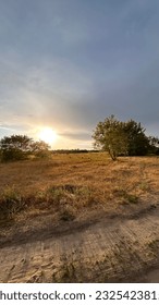 field with sunset and tree