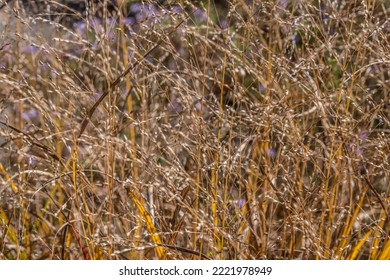 In A Field Of Tall Dried Dead Grass End Of Season Golden With Little Seed Heads Closeup For Backgrounds, Textures And Wallpaper